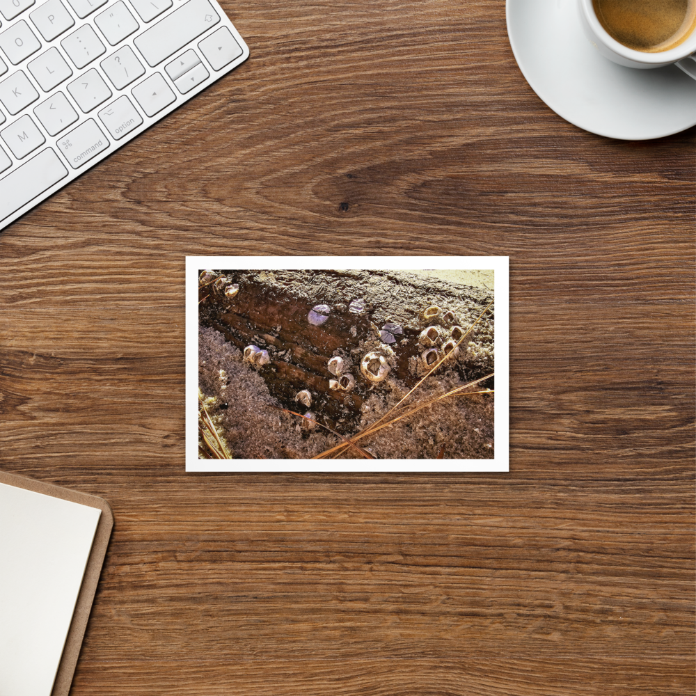 Tideworn Branch Postcard