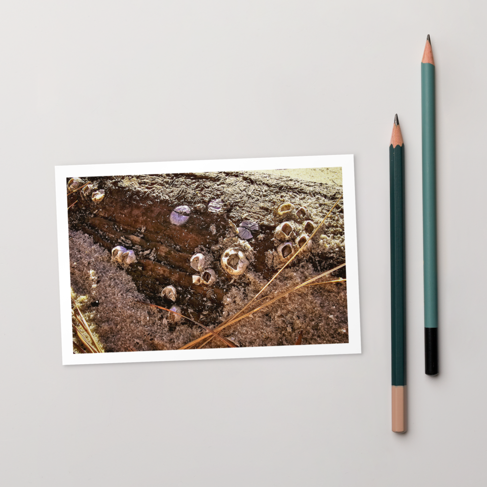 Tideworn Branch Postcard