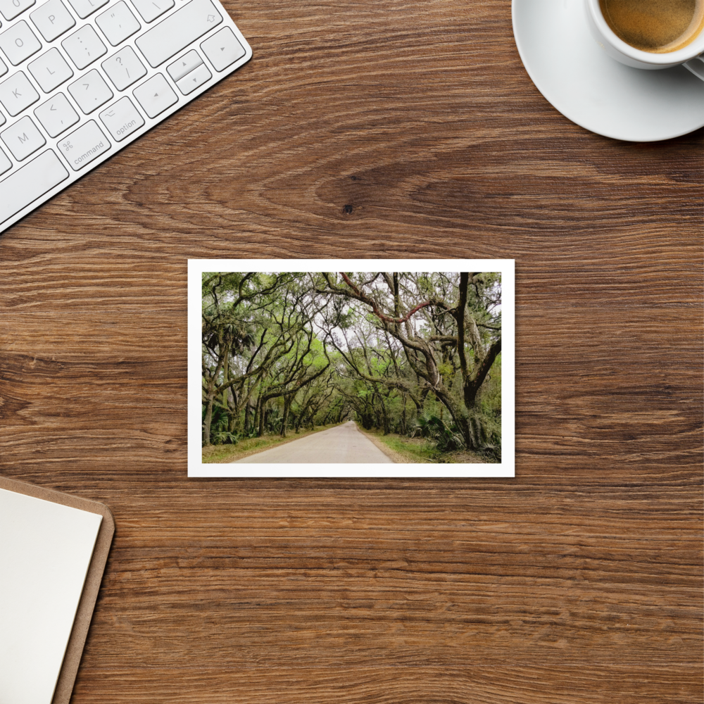 Coastal Woods Postcard