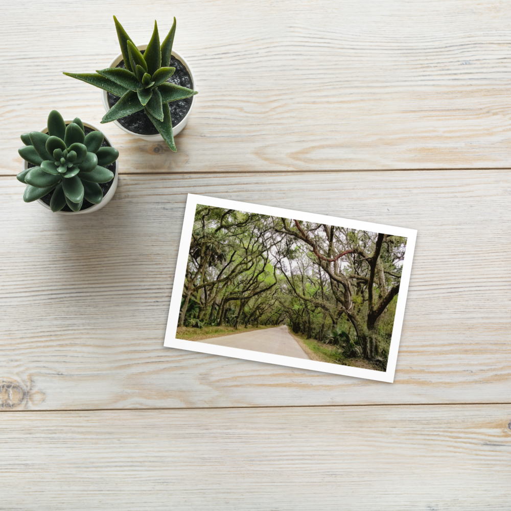 Coastal Woods Postcard