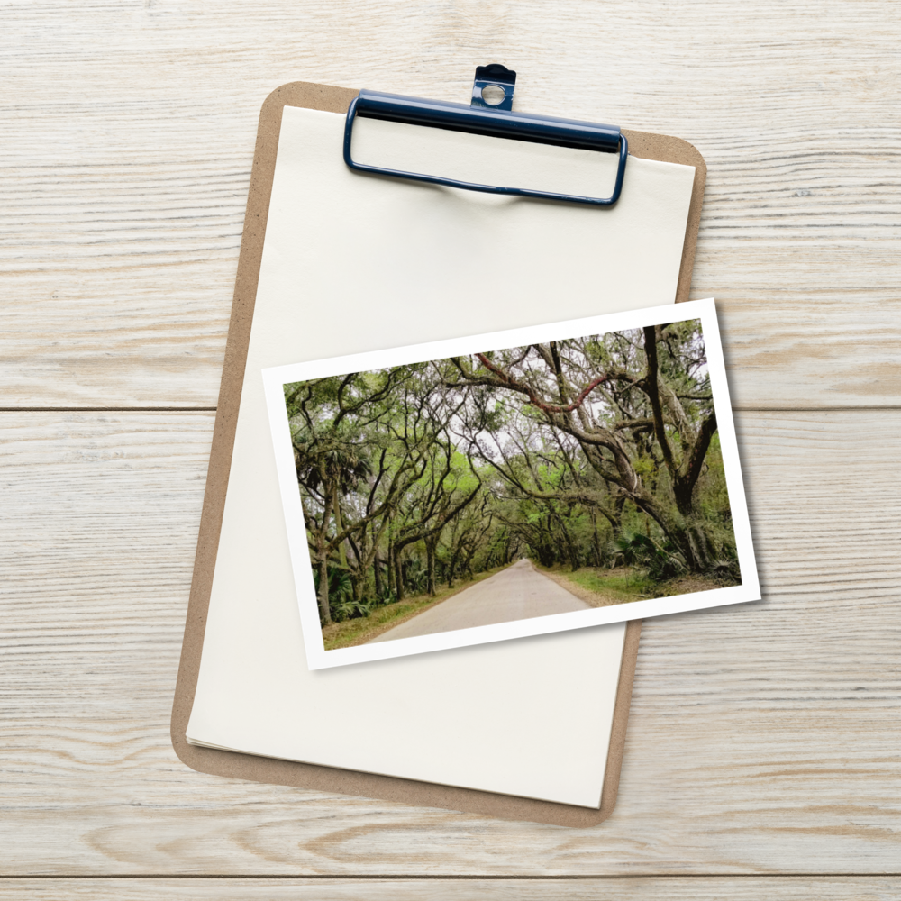 Coastal Woods Postcard